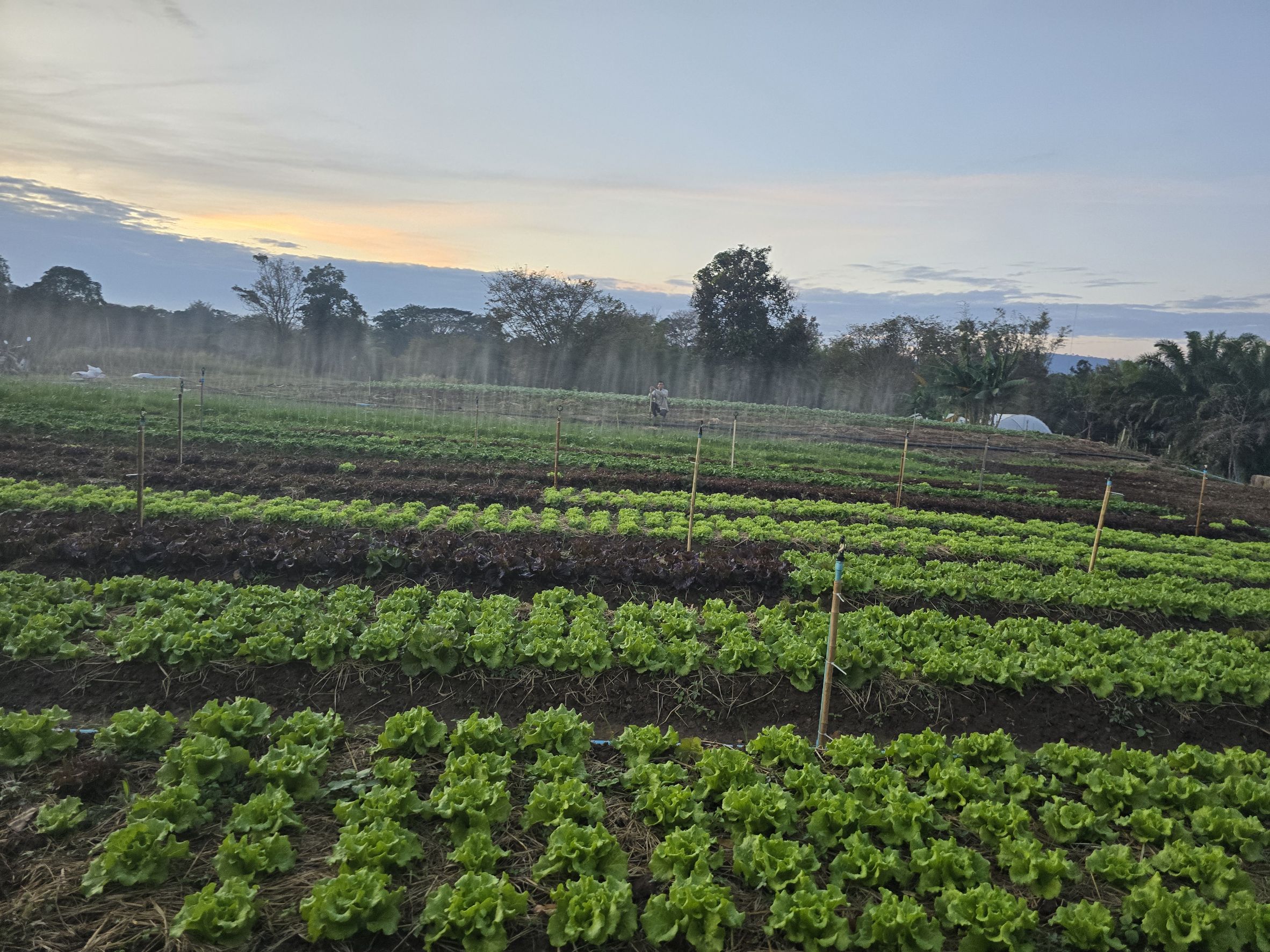 บรรยากาศฟาร์ม 1