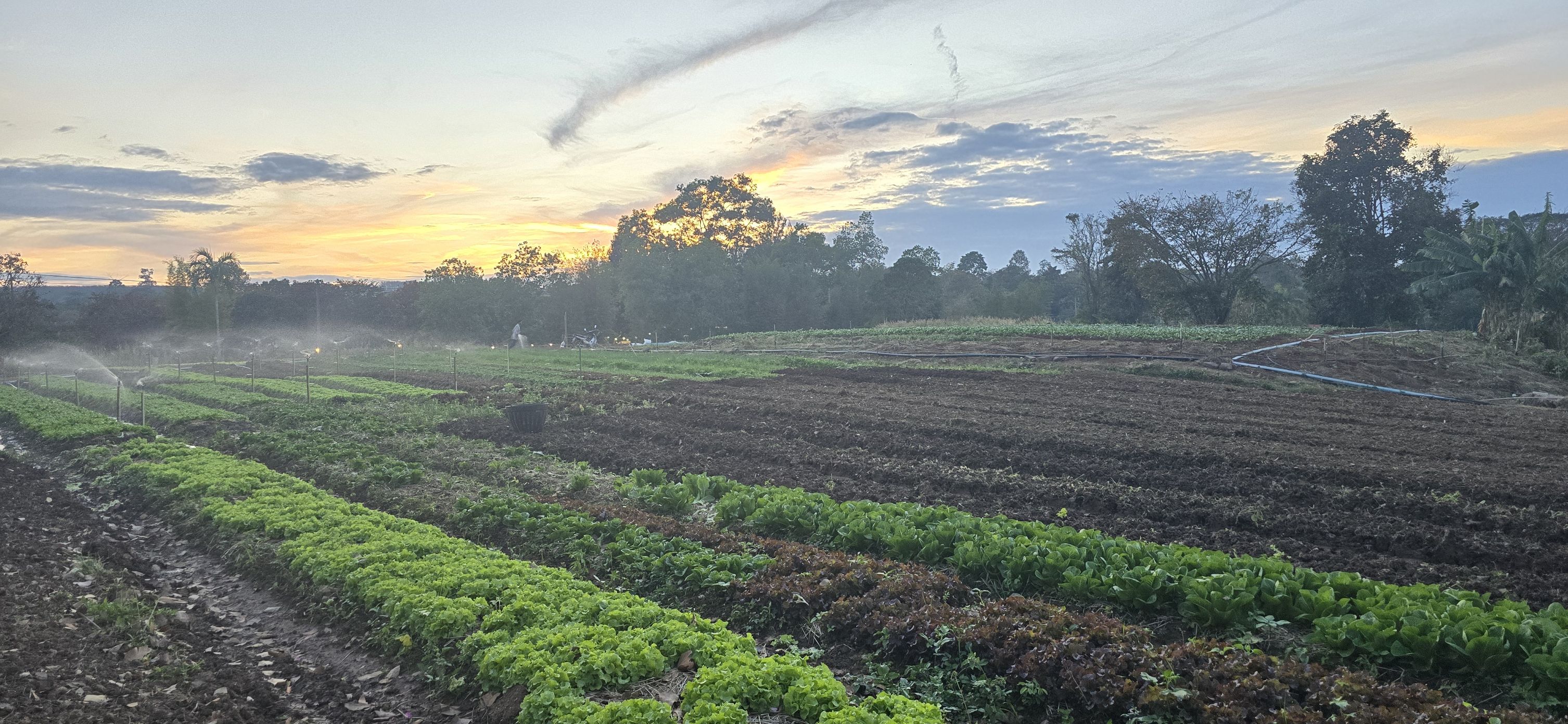 บรรยากาศฟาร์ม 4